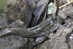Hopping Fish photo 5