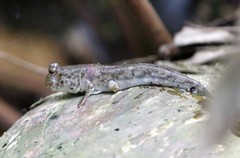 Periophthalmus variabilis