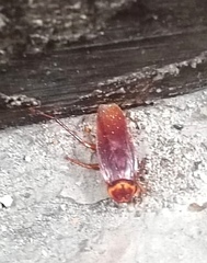 Periplaneta americana