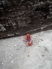 Periplaneta americana