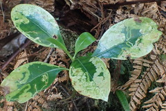 Corythoxestis zorionella