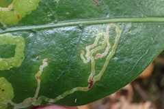 Corythoxestis zorionella