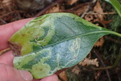 Corythoxestis zorionella