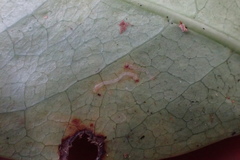 Corythoxestis zorionella