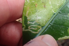 Corythoxestis zorionella