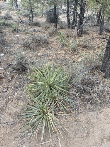 Yucca angustissima