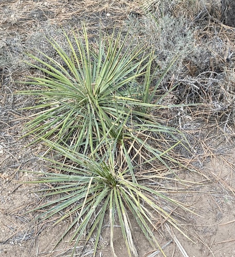Yucca angustissima