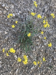 Senecio lemmonii