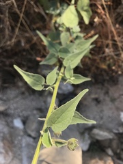 Anoda abutiloides