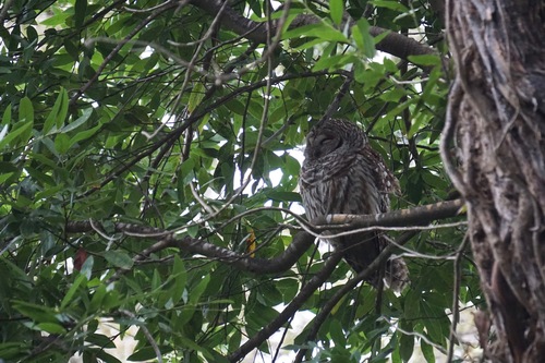 Barred Owl photographed in California