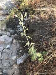 Anoda abutiloides