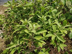 Pluchea carolinensis