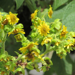 Smallanthus pyramidalis