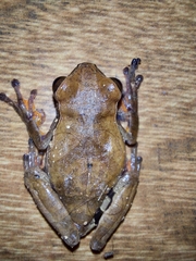 Dendropsophus anceps