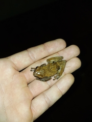 Dendropsophus anceps