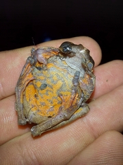 Dendropsophus anceps