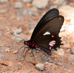 Parides anchises nephalion