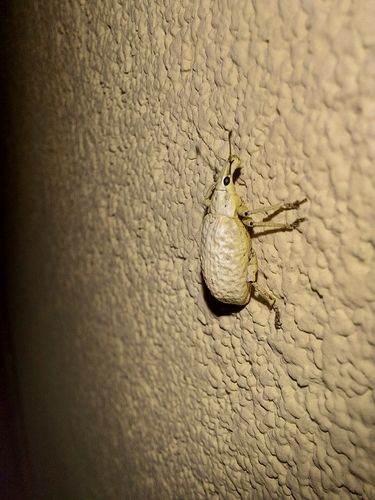 Phaops albugo