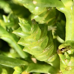 Tecticornia triandra