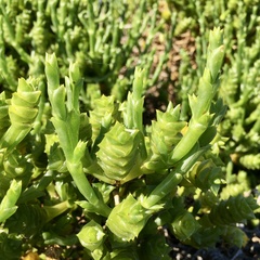 Tecticornia triandra