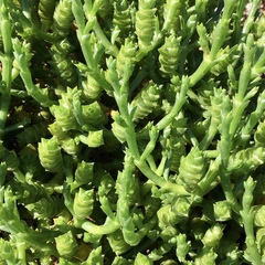 Tecticornia triandra