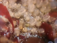 Pycnoclavella stanleyi