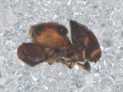 Rhetenor texanus
