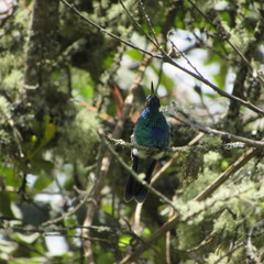 Colibri