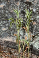 Pterostylis planulata