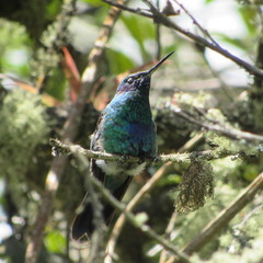 Colibri