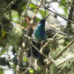 Colibri