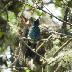 Colibri
