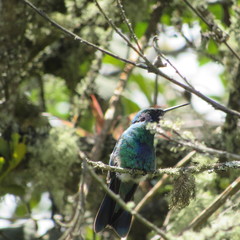 Colibri