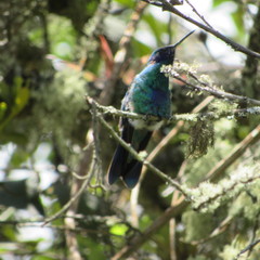 Colibri