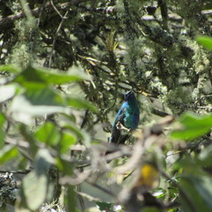 Colibri