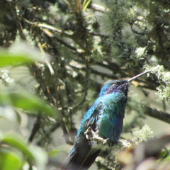 Colibri