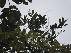 Aves