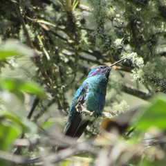 Colibri