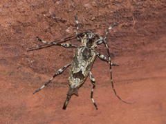 Eutrypanus dorsalis