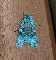 Lithophane pertorrida