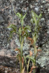 Pterostylis planulata