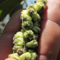 Varronia cylindrostachya