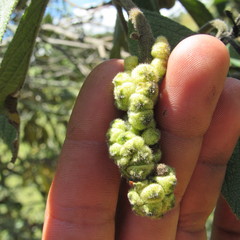 Varronia cylindrostachya