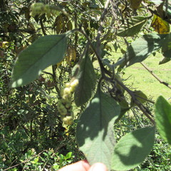 Varronia cylindrostachya