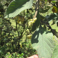 Varronia cylindrostachya