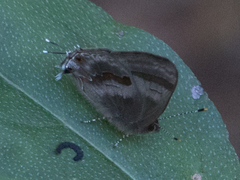 Rubroserrata ecbatana