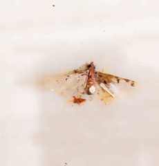 Leucinodes orbonalis