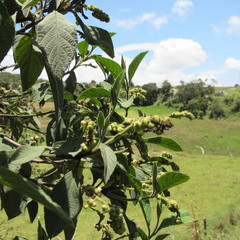 Varronia cylindrostachya