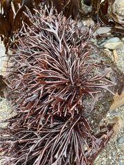 Ahnfeltiopsis linearis