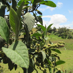 Varronia cylindrostachya